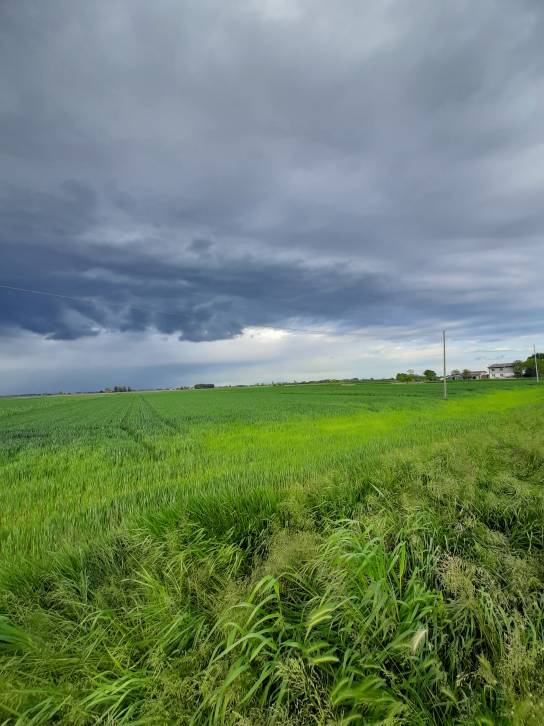 Foto 1 - Terreno agricolo a MUSILE DI PIAVE in vendita - Rif.: 2463