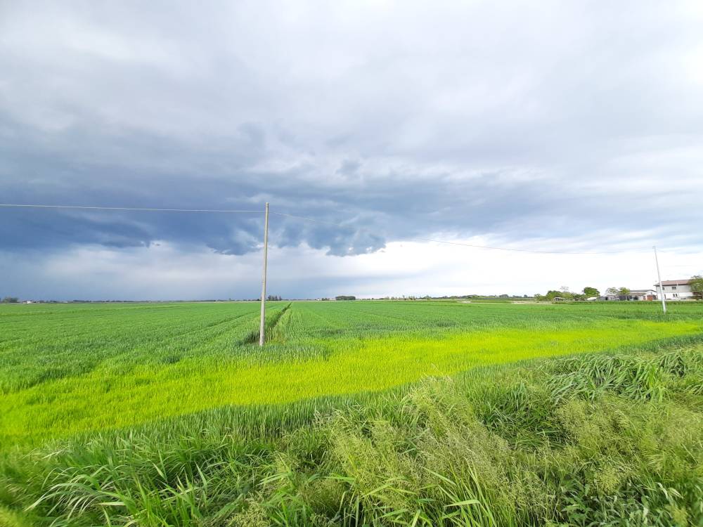 Foto 3 - Terreno agricolo a MUSILE DI PIAVE in vendita - Rif.: 2463