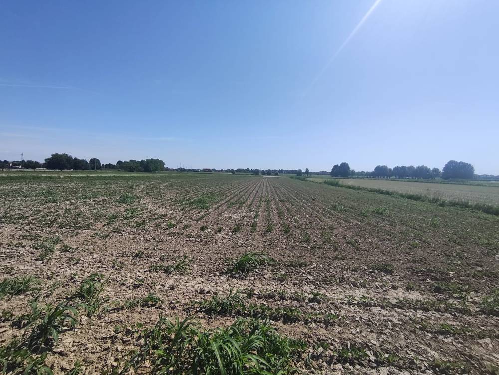 Foto 6 - Terreno agricolo a SAN DONA' DI PIAVE zona CHIESANUOVA in vendita - Rif.: 2487