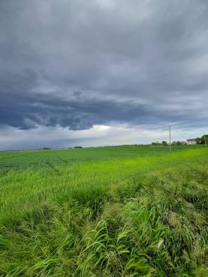 Foto 1 - Terreno agricolo MUSILE DI PIAVE in vendita - Rif.: 2463