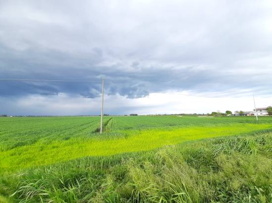 Foto 3 - Terreno agricolo MUSILE DI PIAVE in vendita - Rif.: 2463