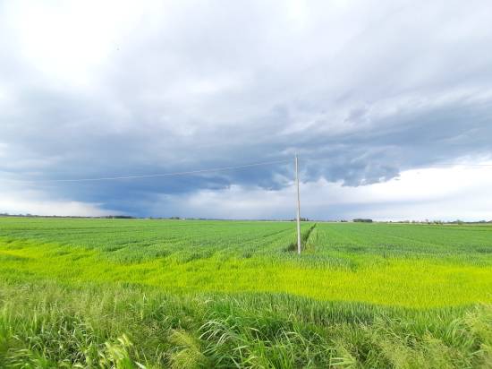 Foto 4 - Terreno agricolo MUSILE DI PIAVE in vendita - Rif.: 2463