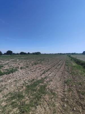 Foto 7 - Terreno agricolo SAN DONA' DI PIAVE zona CHIESANUOVA in vendita - Rif.: 2487
